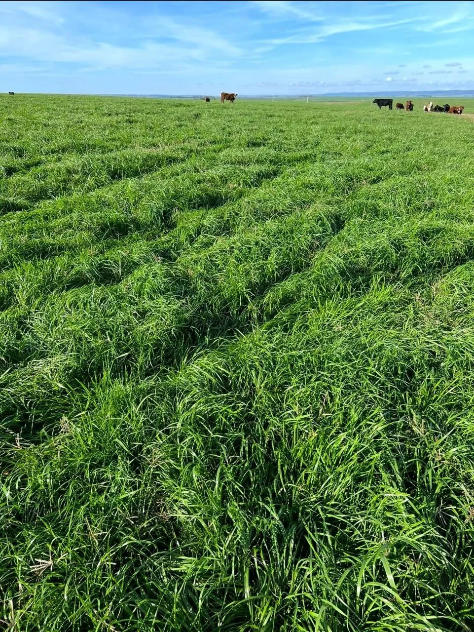Integração Lavoura-Pecuária (ILP) — Melo Agro Engenharia