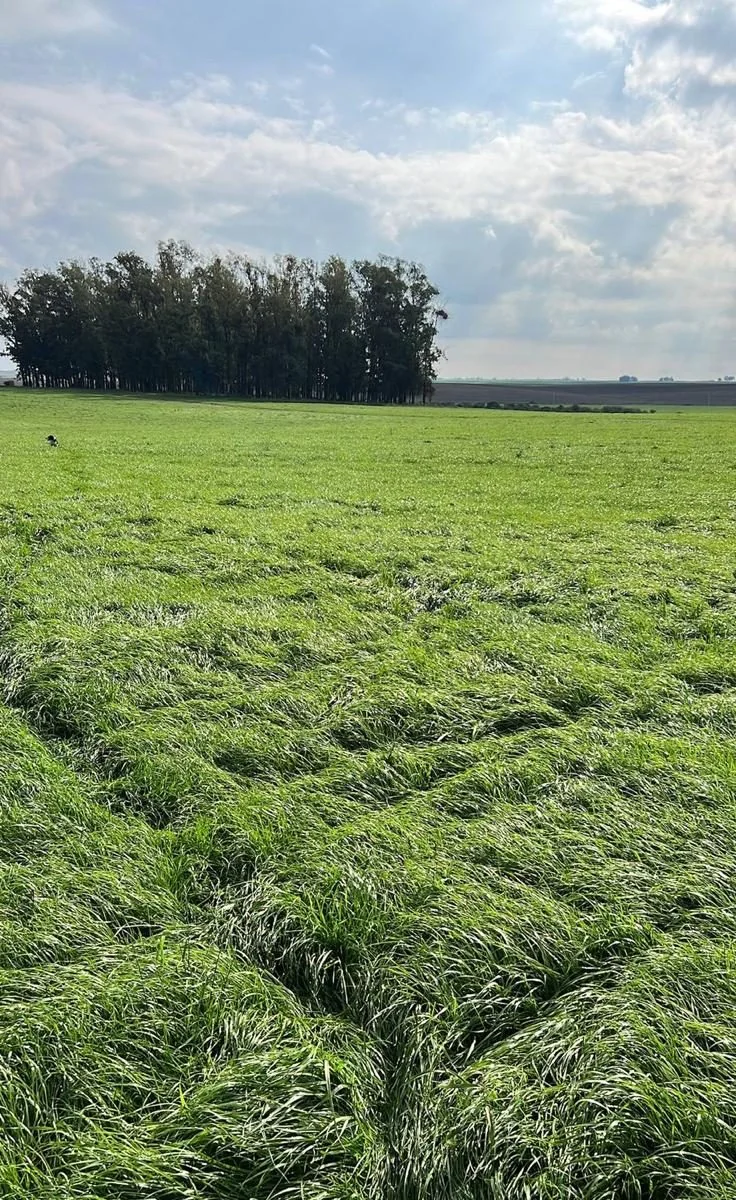Planejamento Forrageiro — Melo Agro Engenharia
