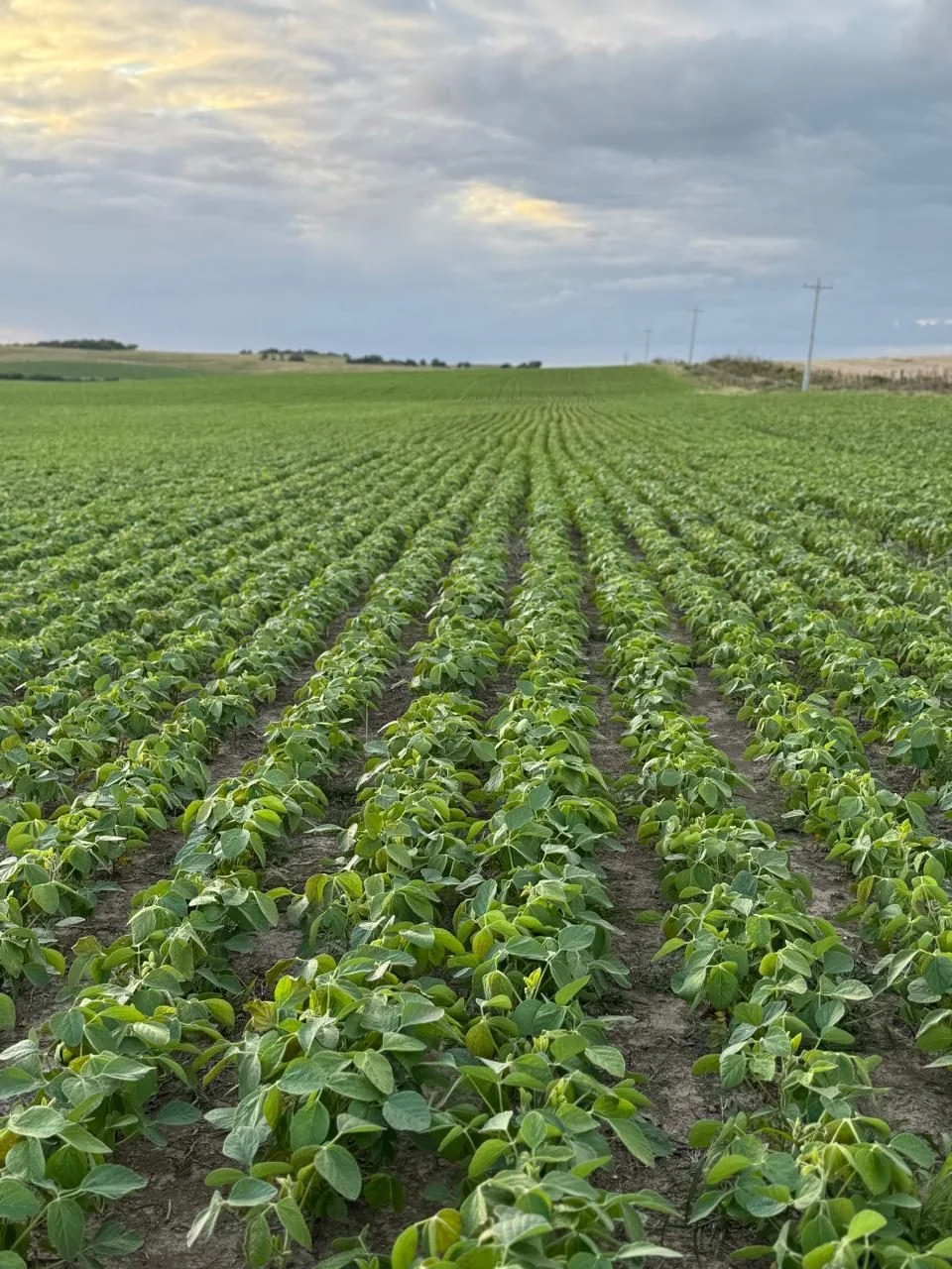 Projetos de Crédito Rural — Melo Agro Engenharia