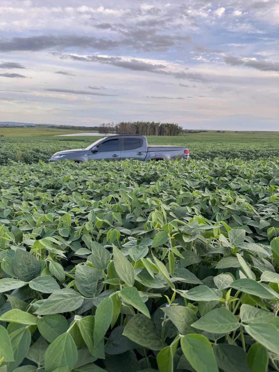 Vistoria e Acompanhamento do Crédito — Melo Agro Engenharia